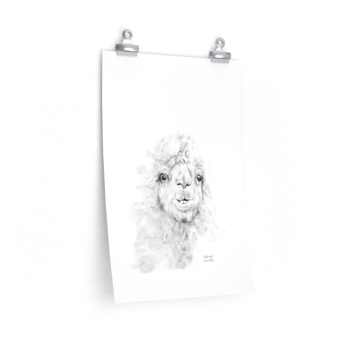 ANTONIO Llama- Art Paper Print