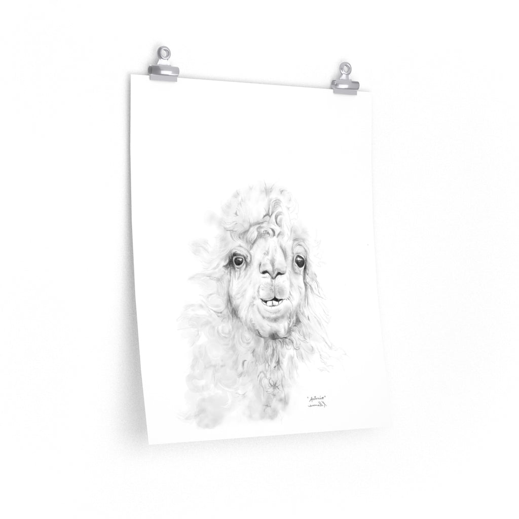 ANTONIO Llama- Art Paper Print