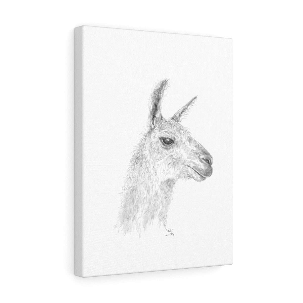 SHELIA Llama - Art Canvas