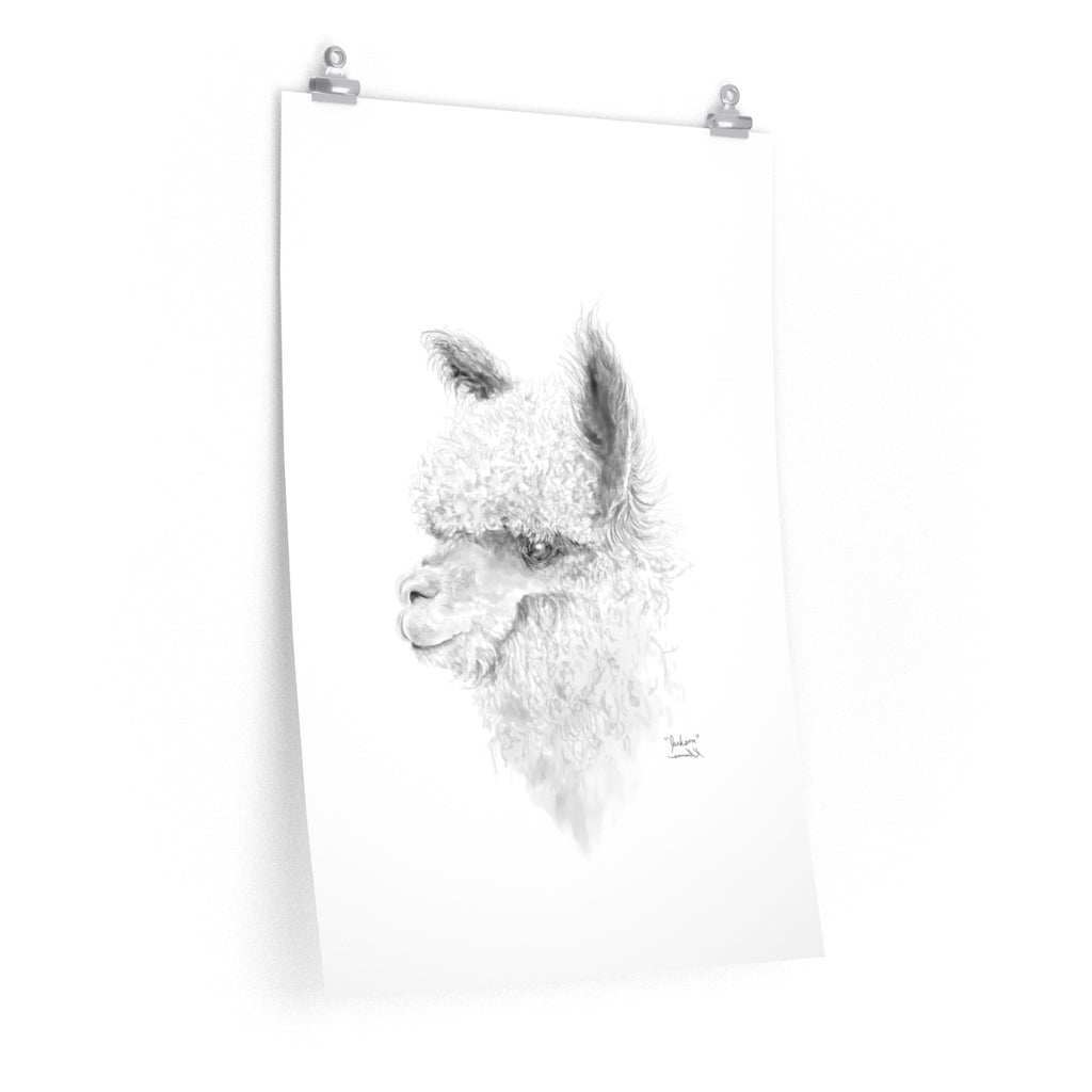 JACKSON Llama- Art Paper Print