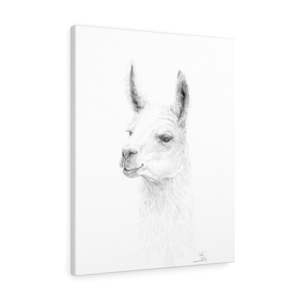 ISLA Llama- Art Canvas
