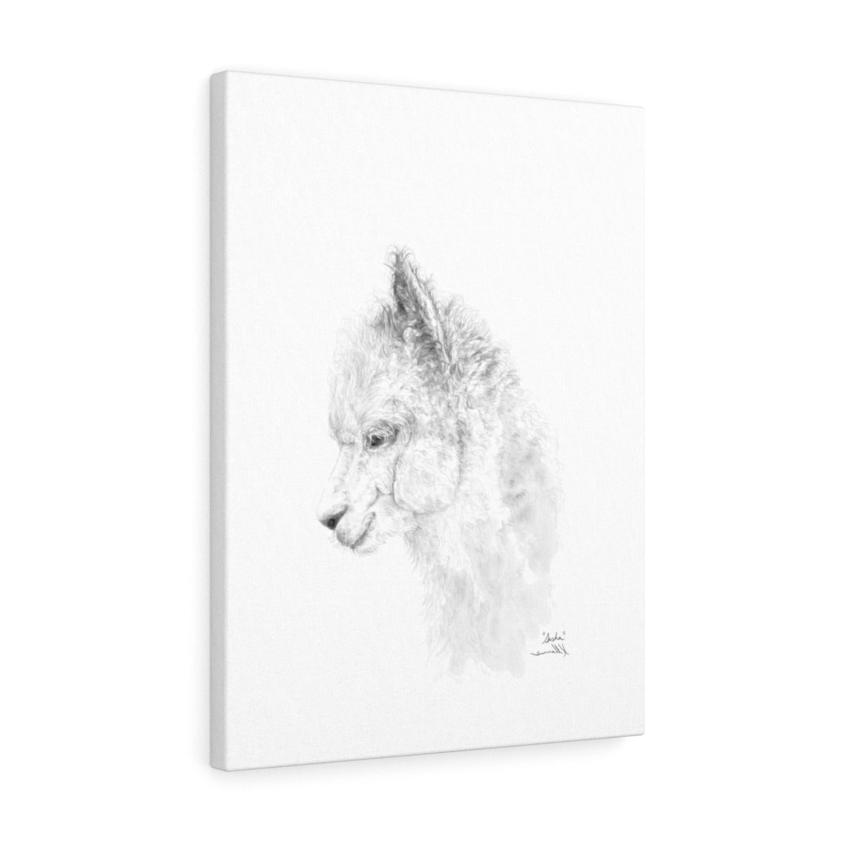 SASHA llama- Art Canvas