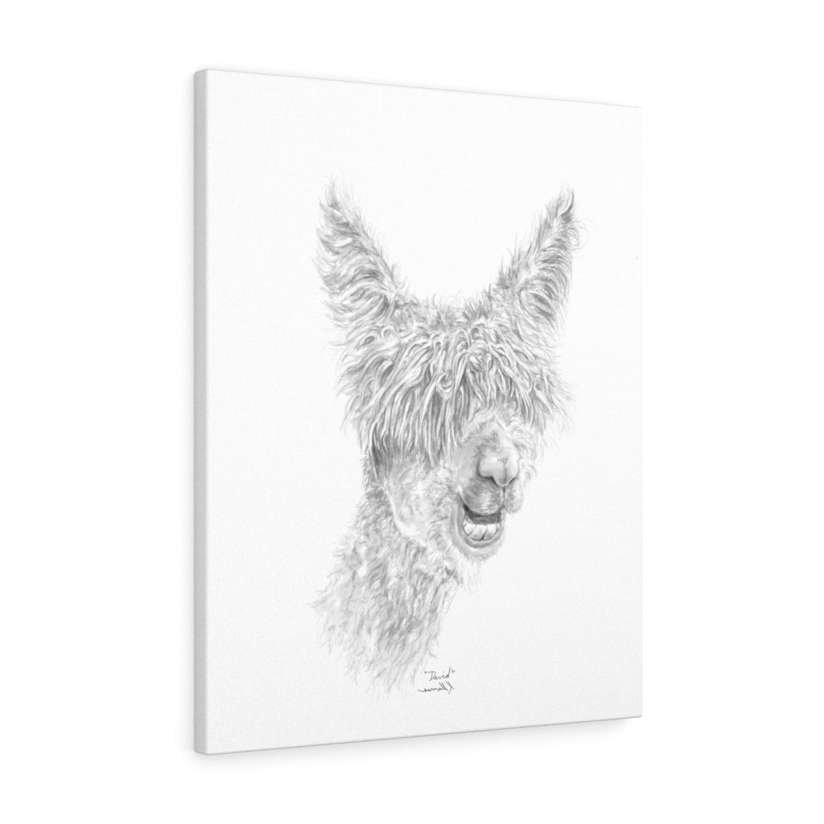 DAVID Llama - Art Canvas