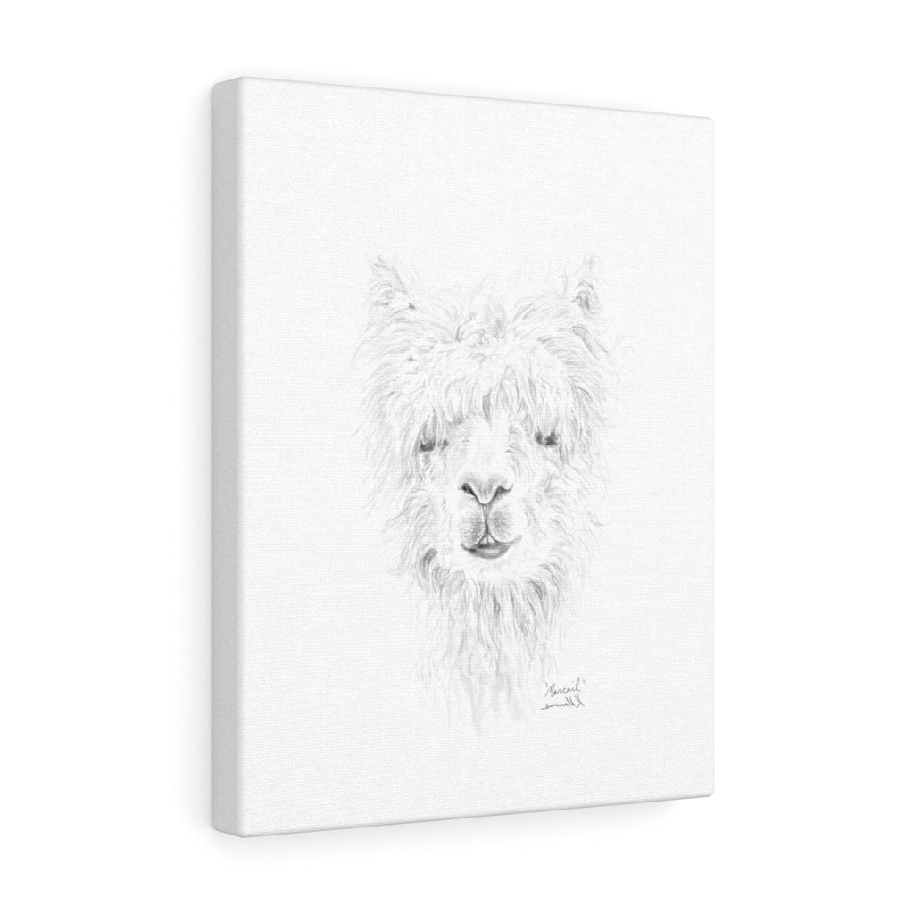 MARCAIL Llama - Art Canvas