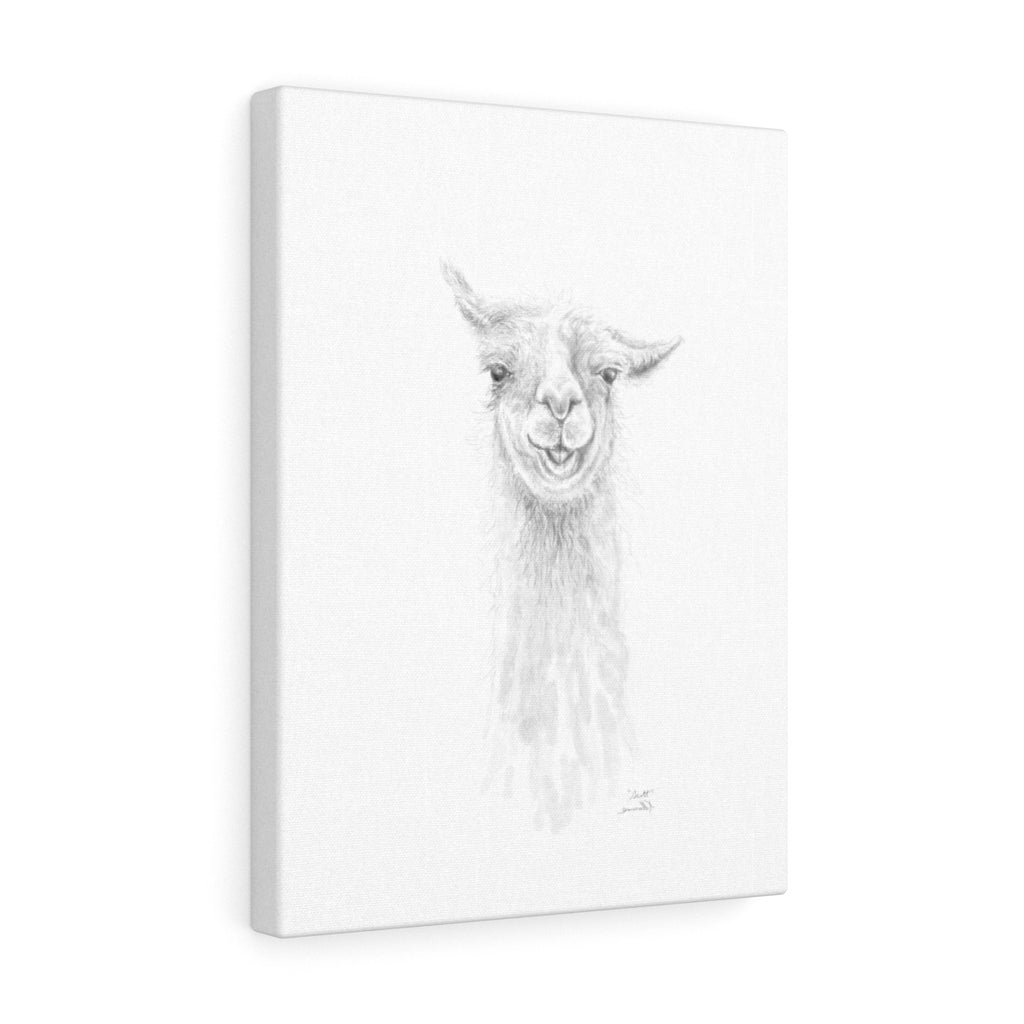 SCOTT Llama - Art Canvas