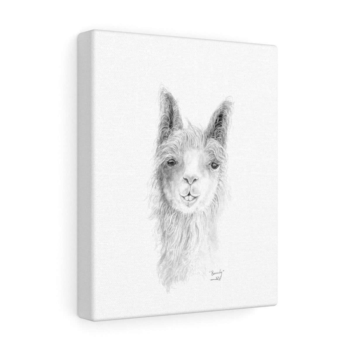 BEVERLY Llama - Art  Canvas