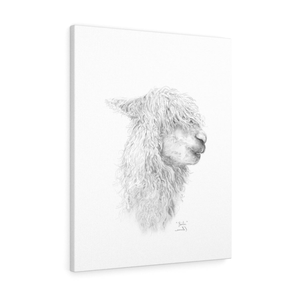 BAILIE Llama - Art Canvas