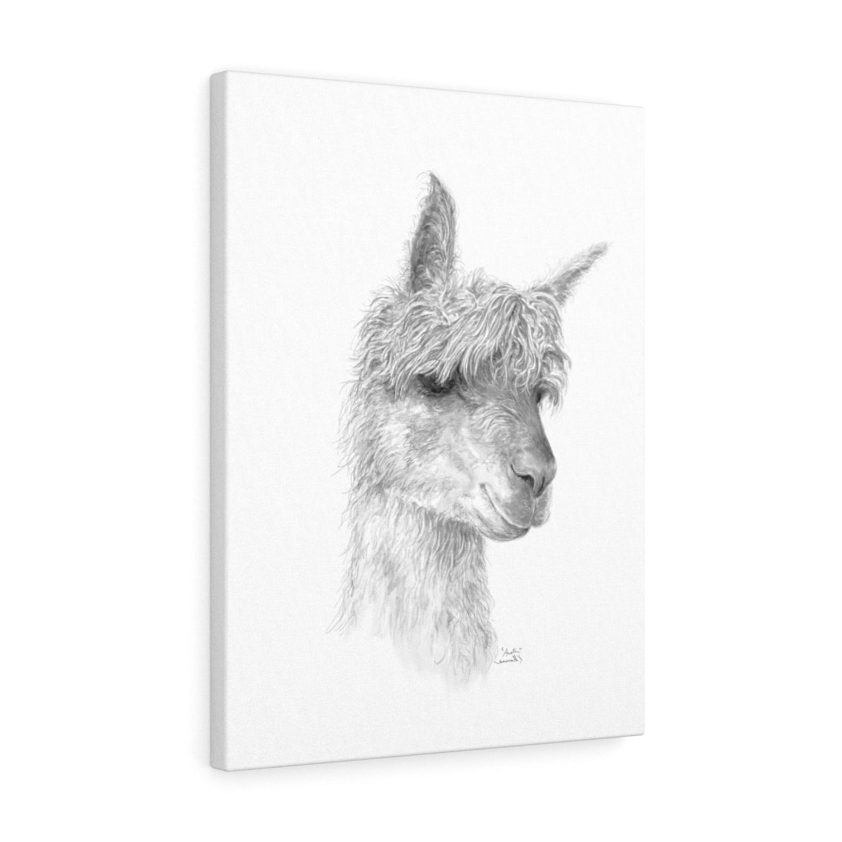 AUSTIN Llama - Art Canvas