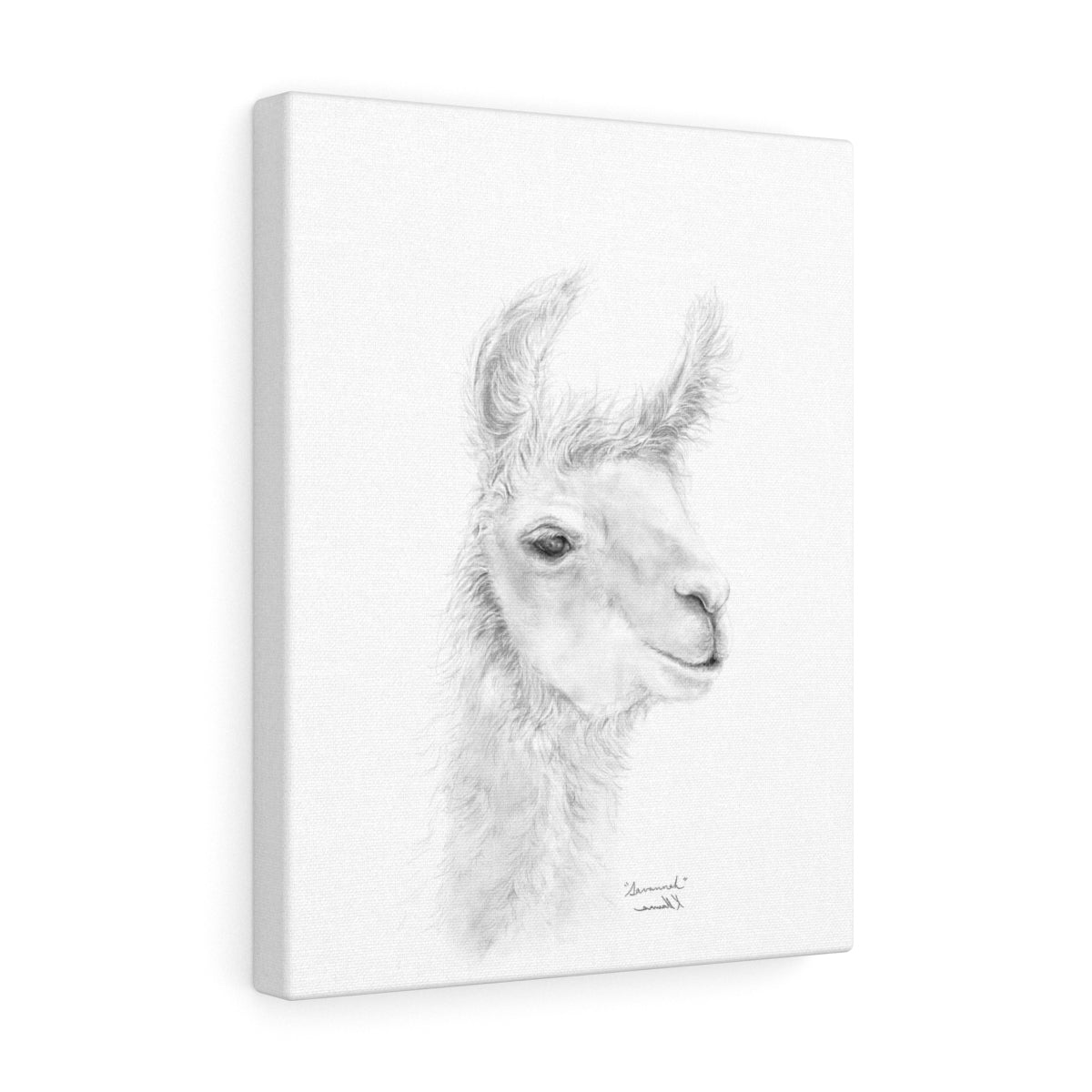 SAVANNAH Llama - Art Canvas
