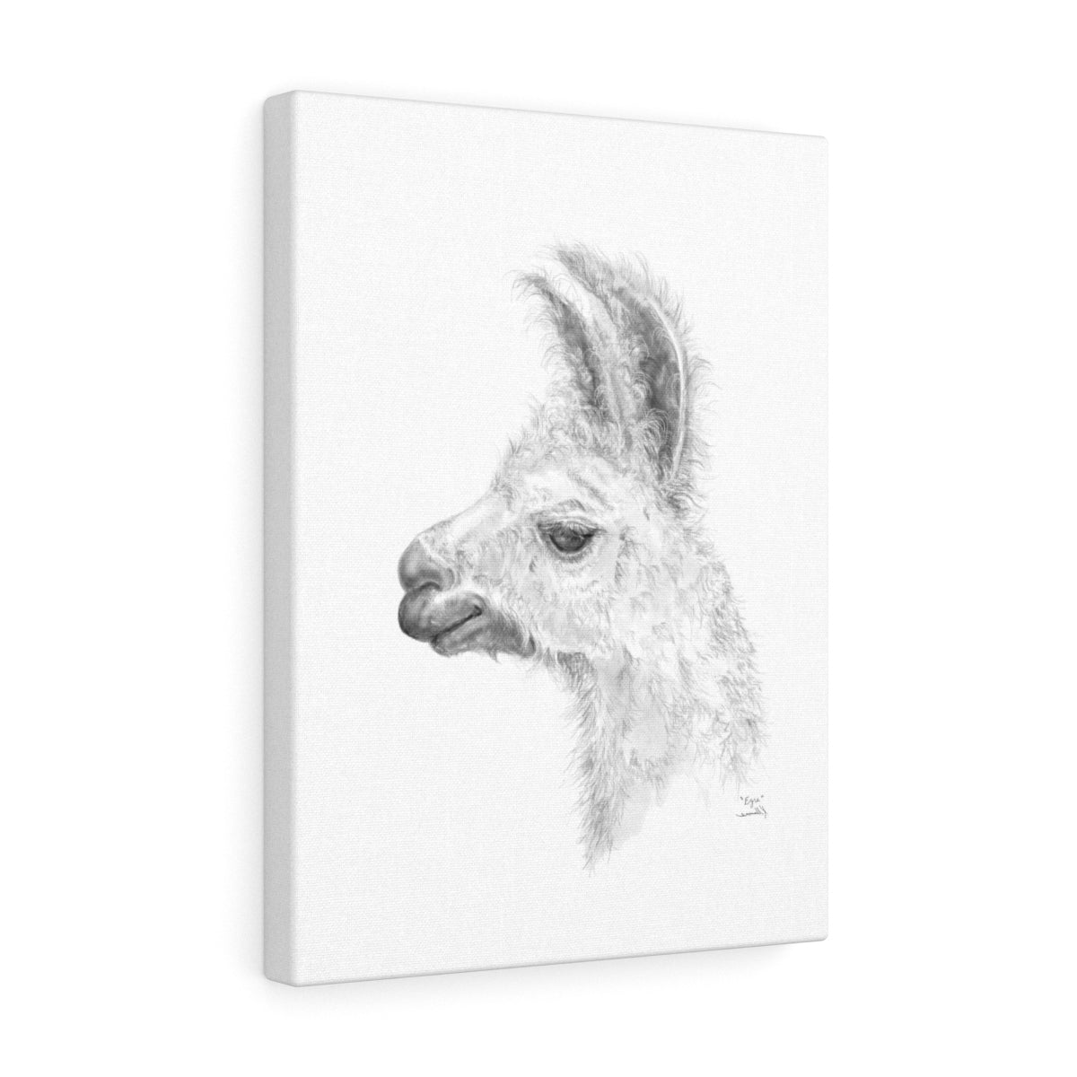 EZRA Llama - Art Canvas