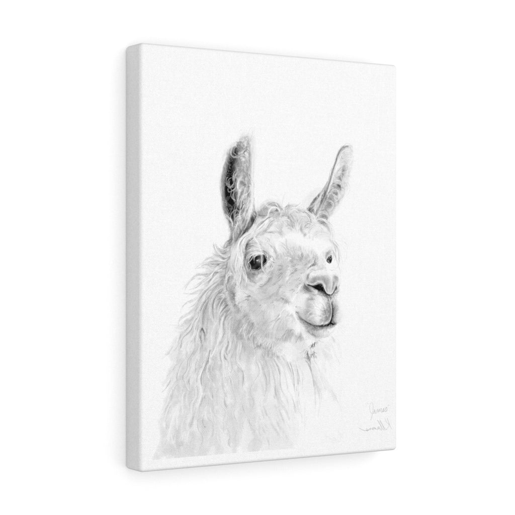 JAMES Llama - Art Canvas
