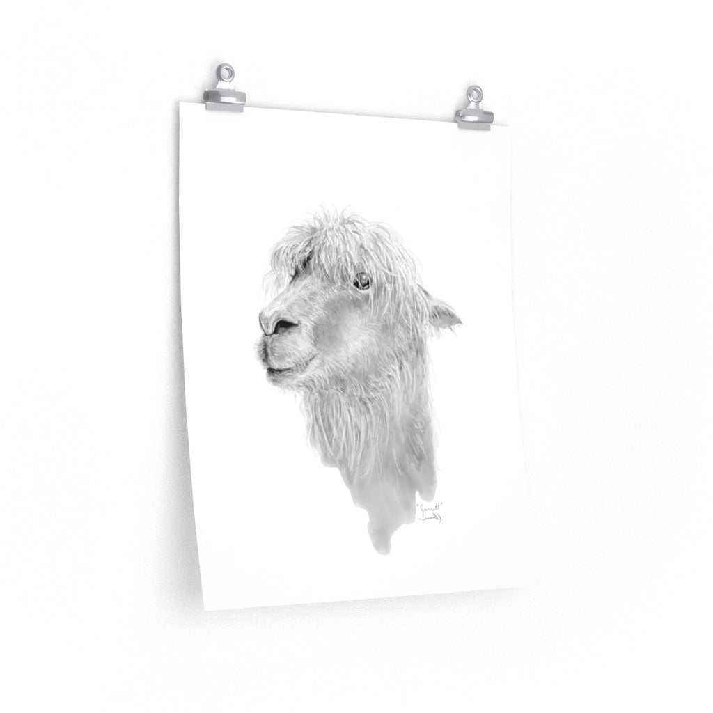 JARRETT Llama- Art Paper Print
