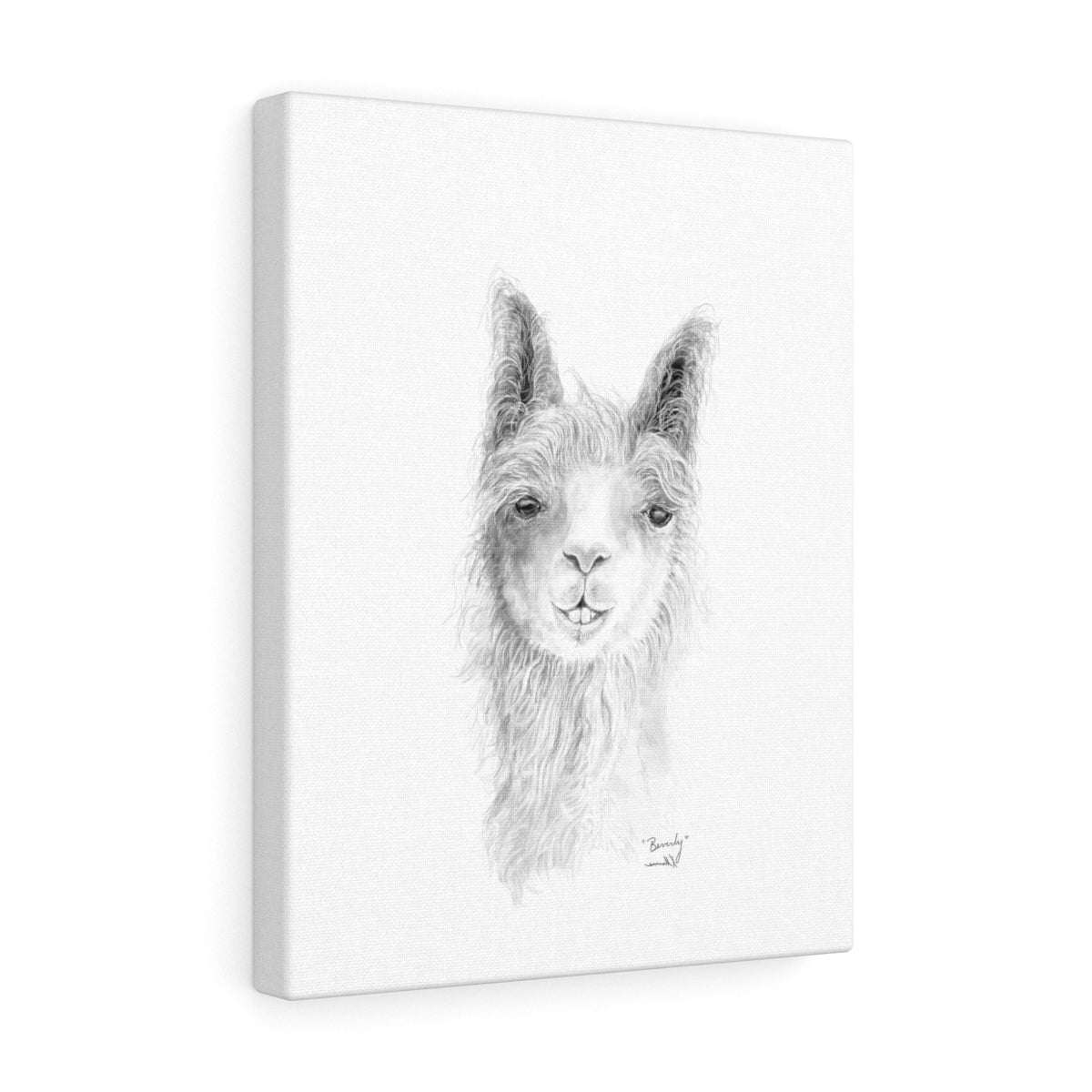 BEVERLY Llama - Art  Canvas