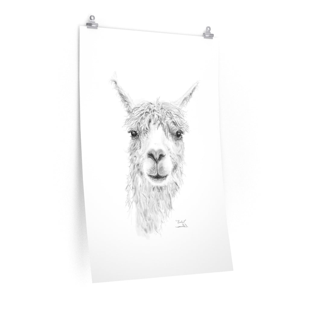 RACHEL Llama- Art Paper Print