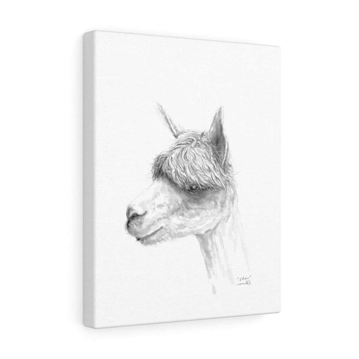 ETHAN Llama - Art Canvas