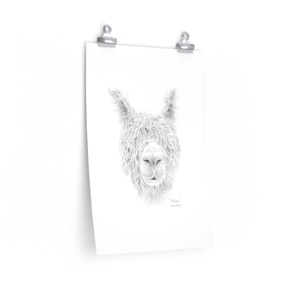 MELISSA Llama- Art Paper Print