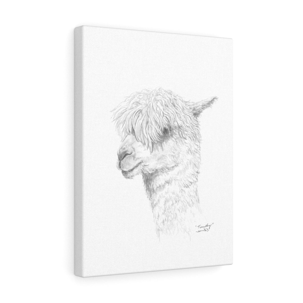 TIMOTHY Llama - Art Canvas