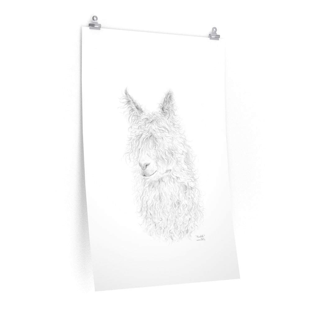 MEREDITH Llama- Art Paper Print