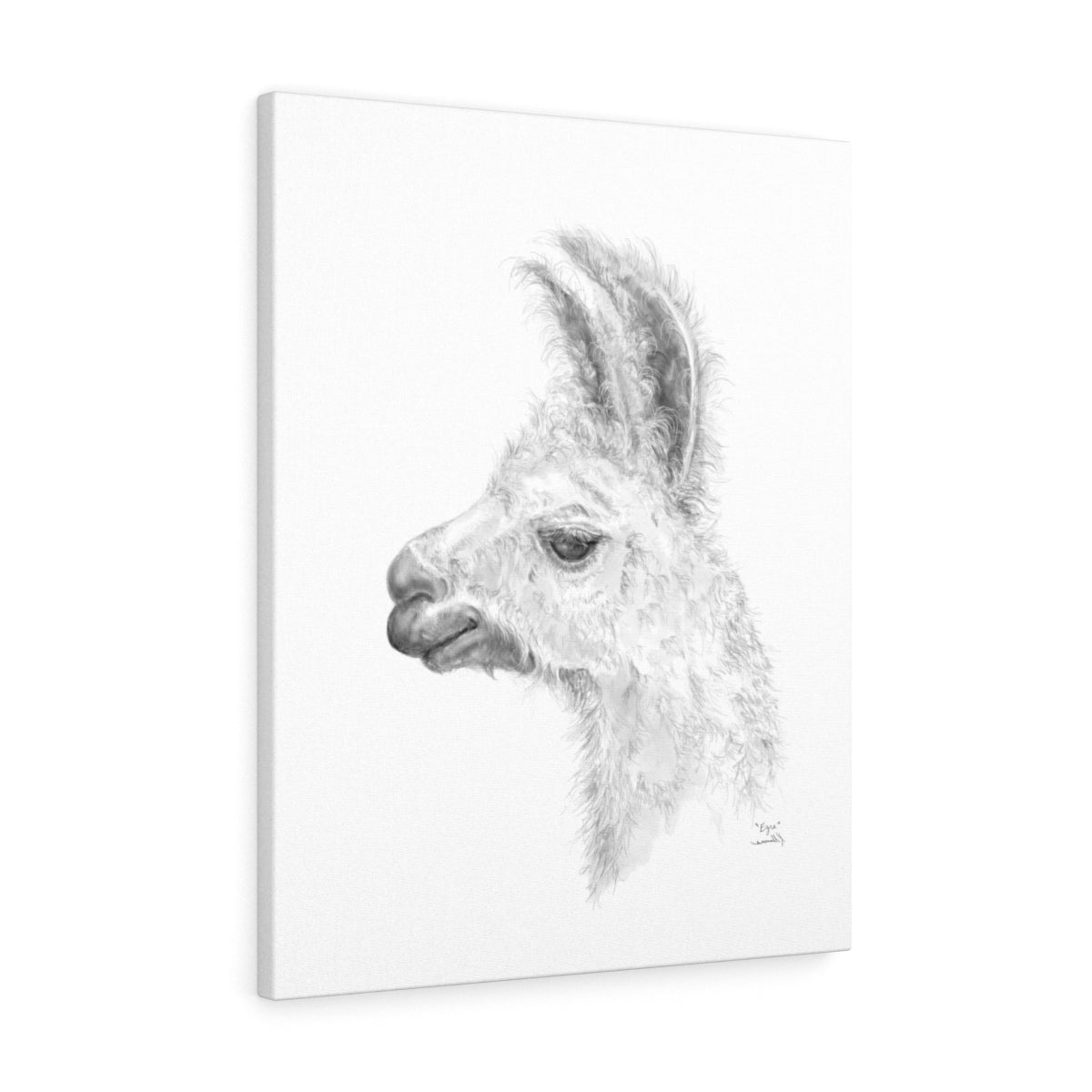 EZRA Llama - Art Canvas