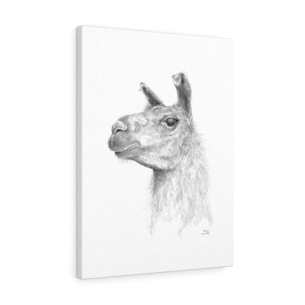 ANDREA Llama - Art Canvas