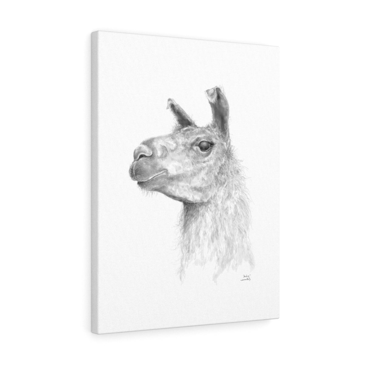 ANDREA Llama - Art Canvas
