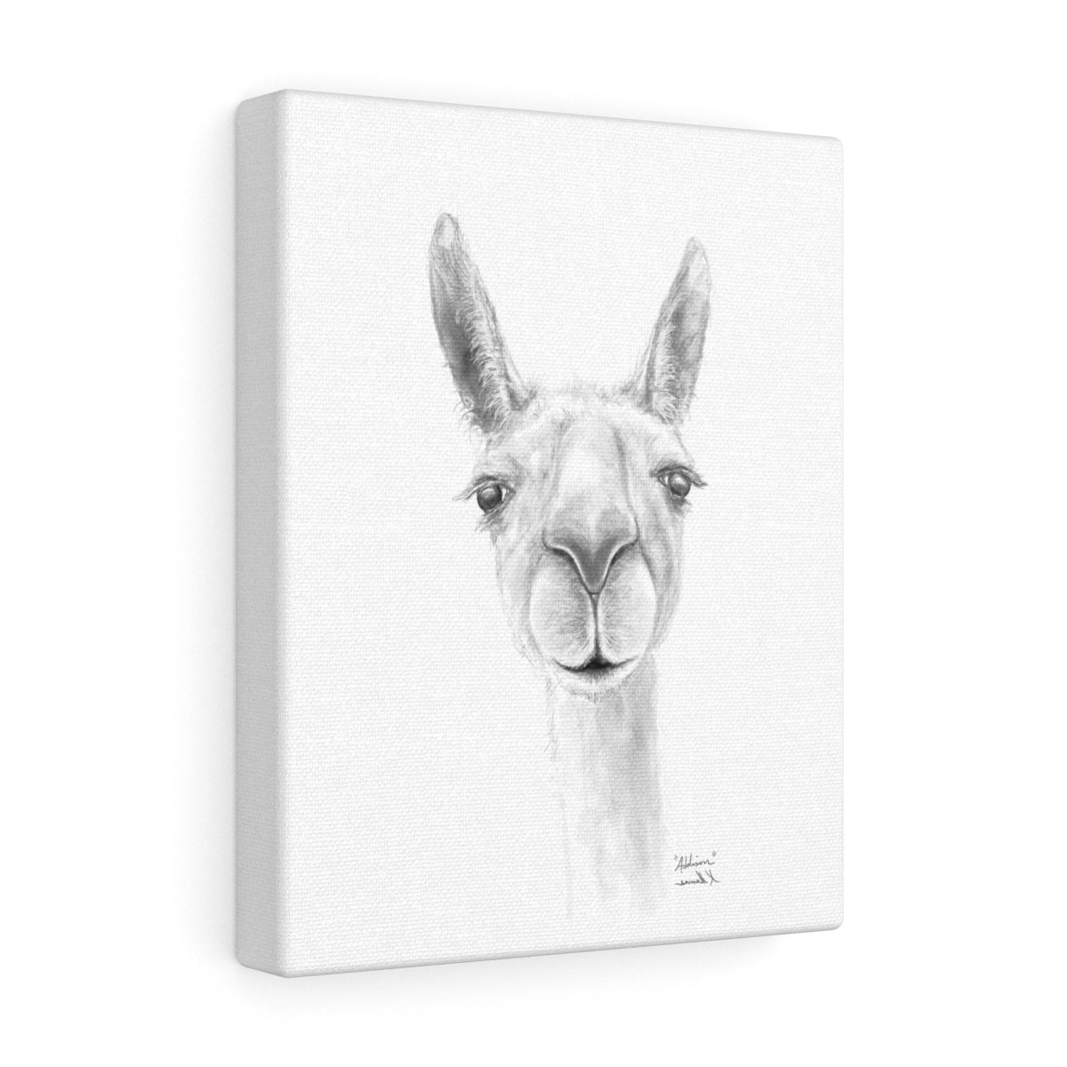 ADDISON Llama- Art Canvas