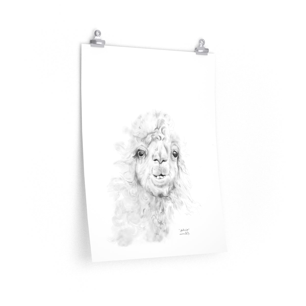ANTONIO Llama- Art Paper Print