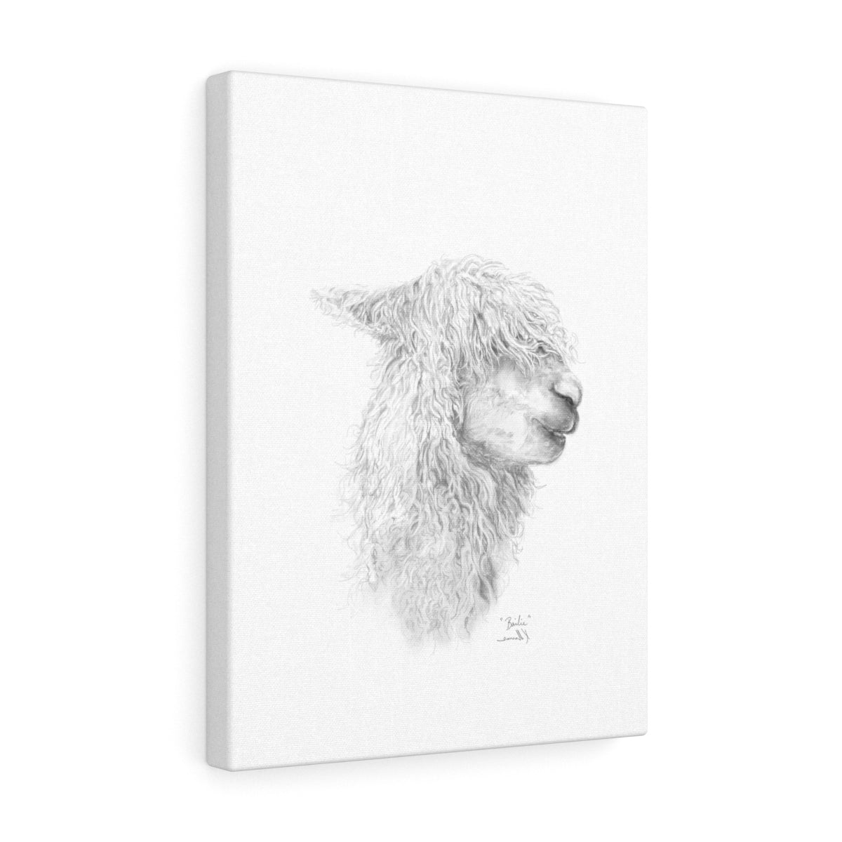 BAILIE Llama - Art Canvas