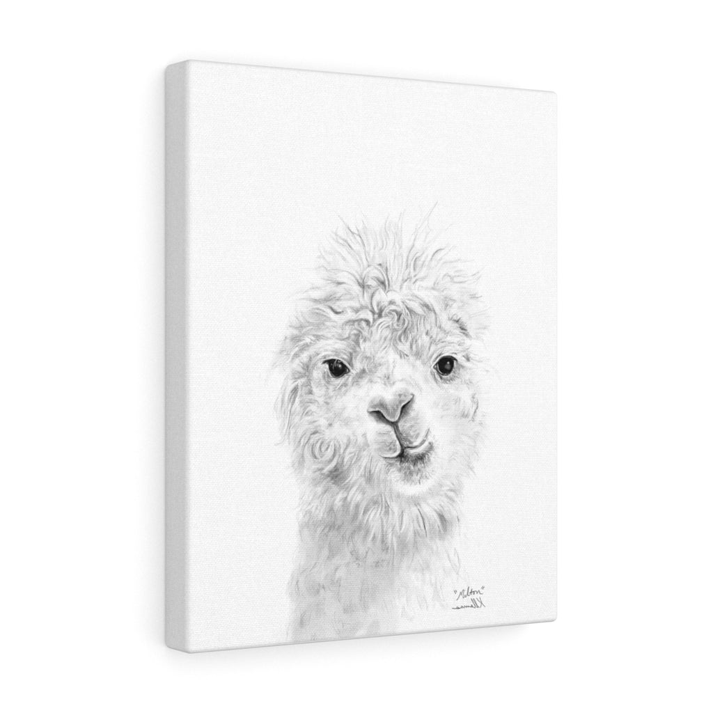 MILTON Llama - Art Canvas