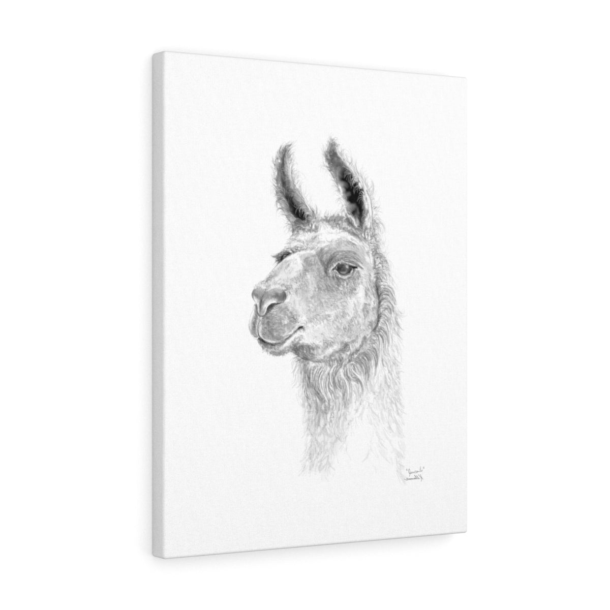 JAN CARLO Llama - Art Canvas