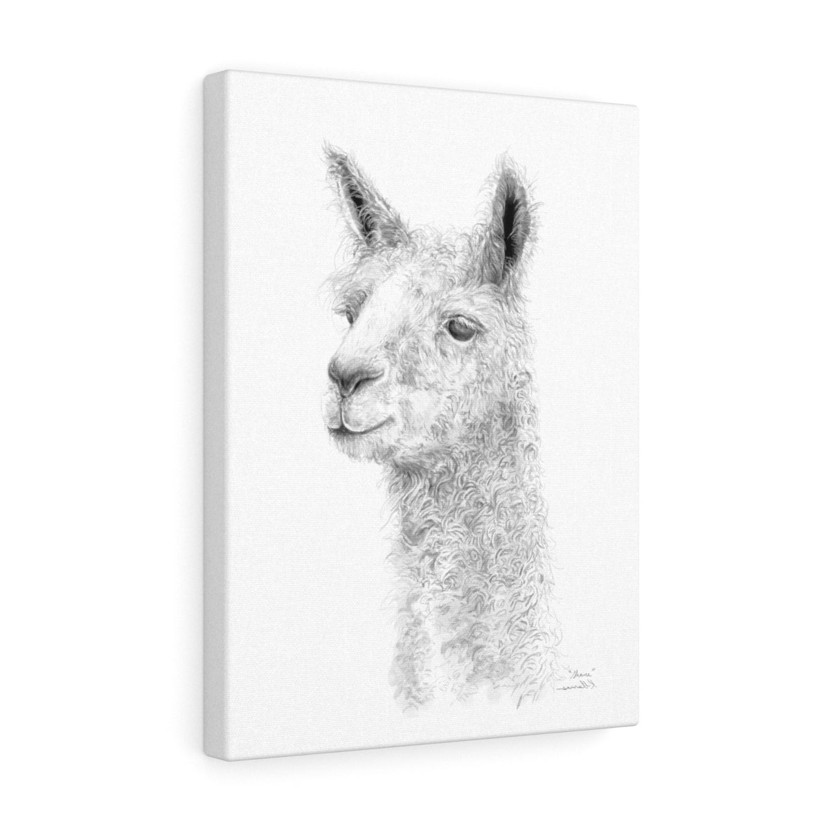 SHANE - Llama Canvas
