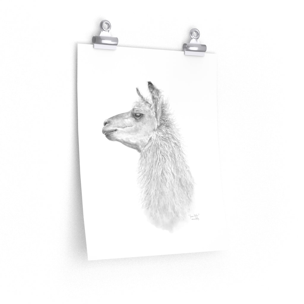 JUAN PABLO Llama- Art Paper Print