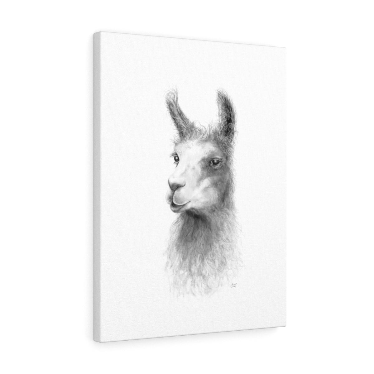SHERI Llama - Art Canvas