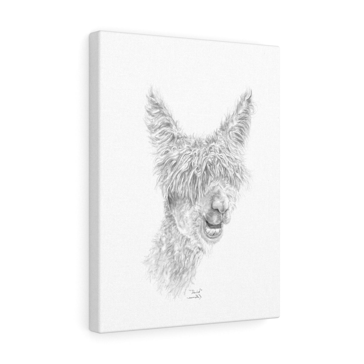 DAVID Llama - Art Canvas