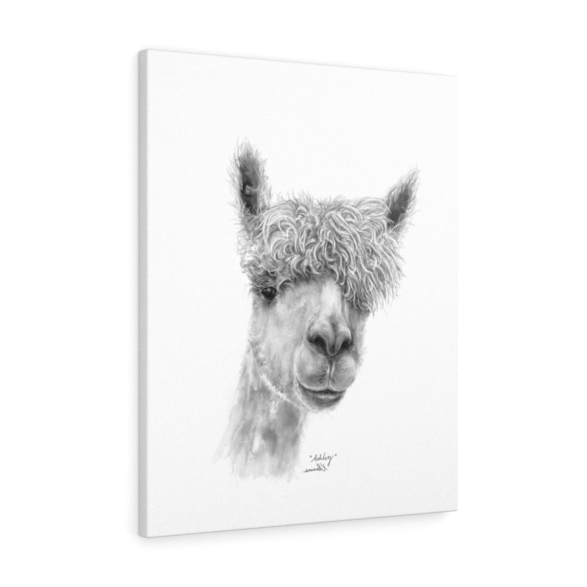 ASHLEY Llama - Art Canvas