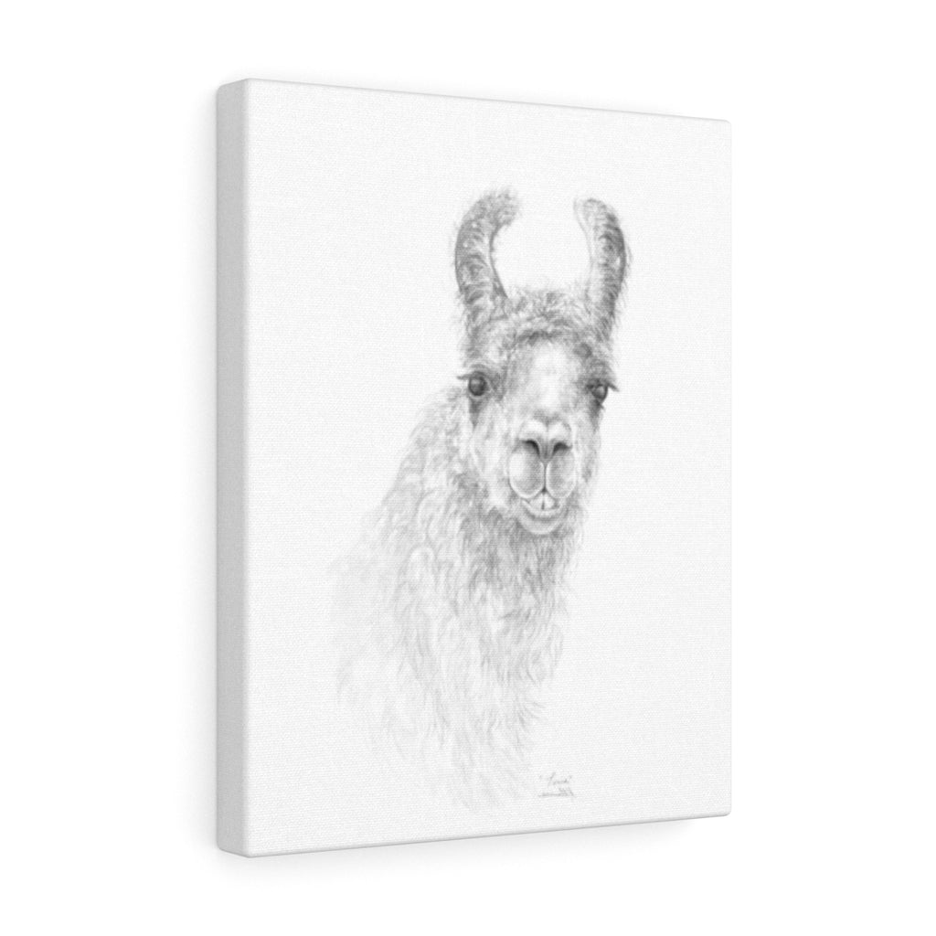 TONIA Llama - Art Canvas