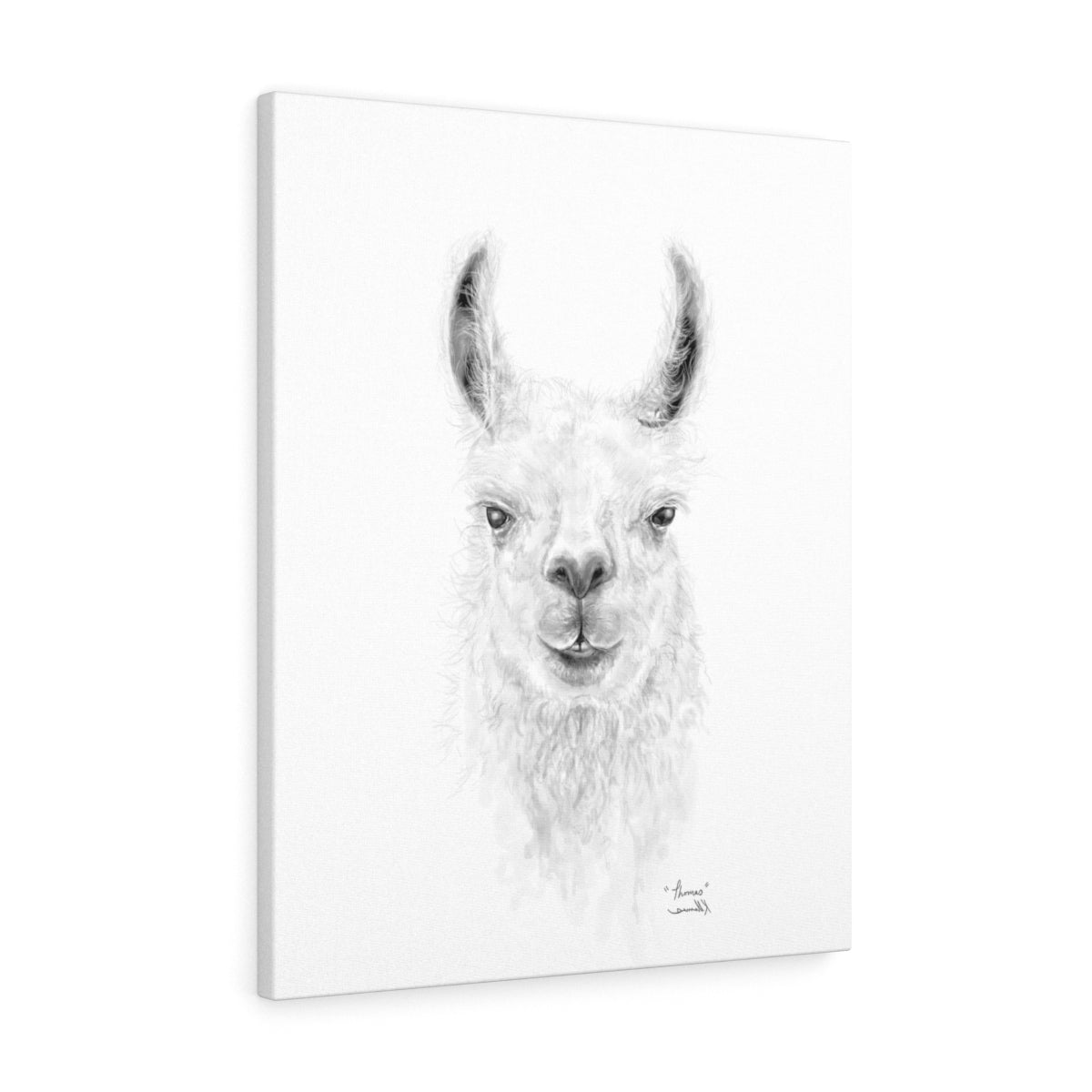 THOMAS Llama - Art Canvas