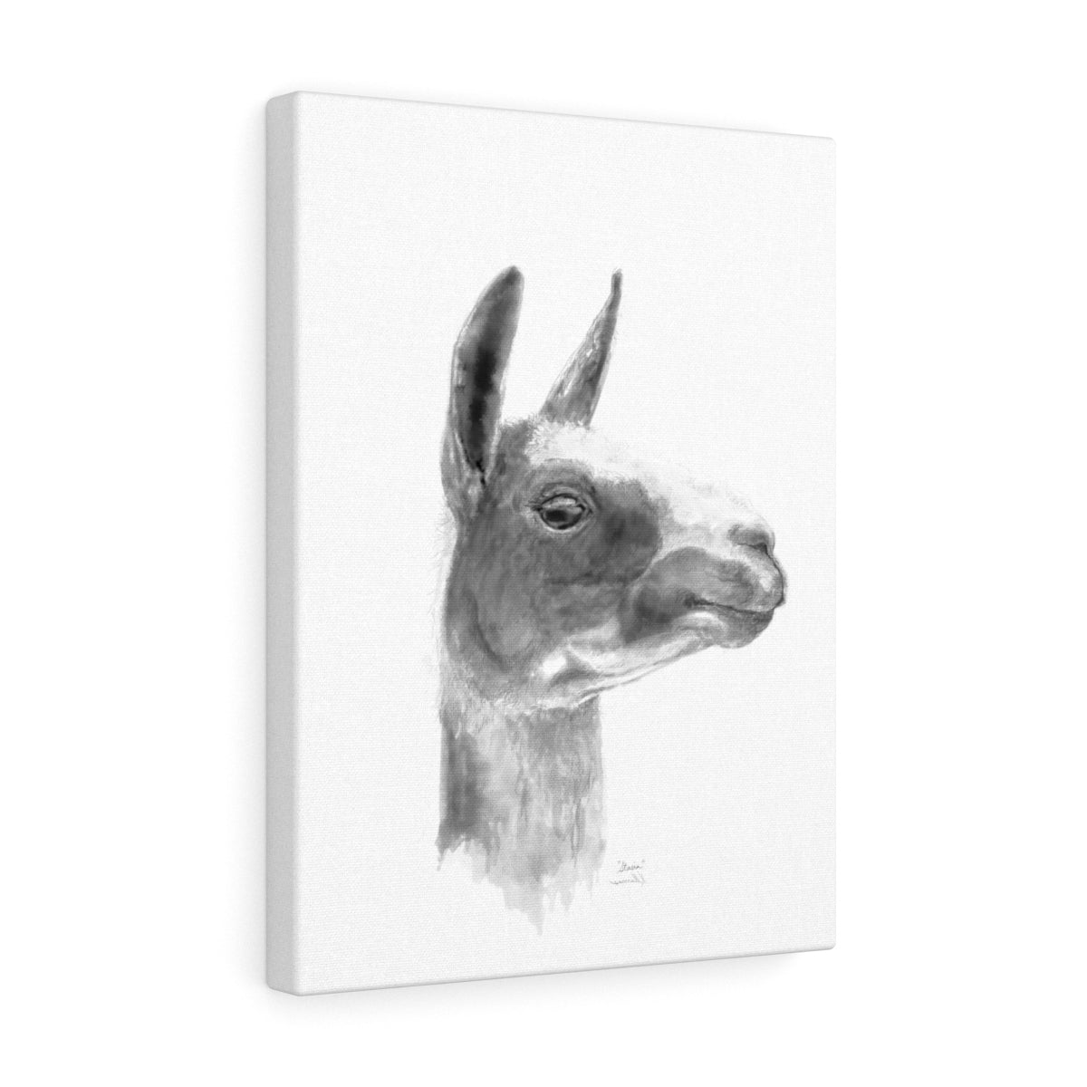 STASIA Llama - Art Canvas