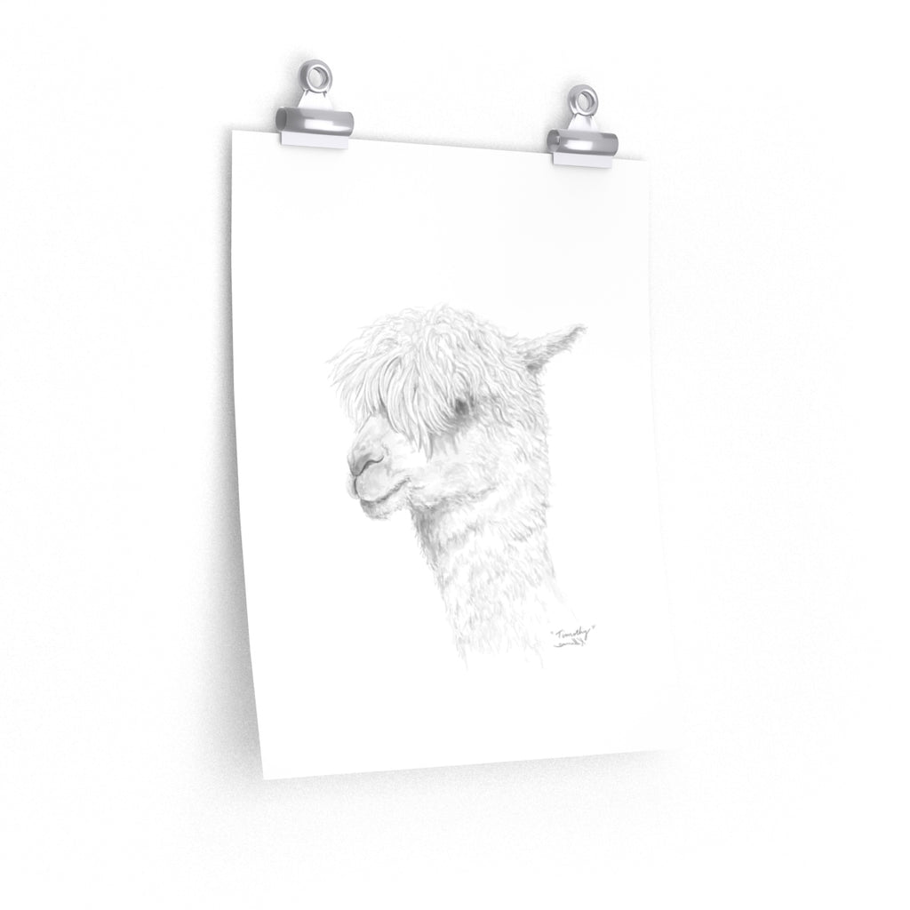TIMOTHY Llama- Art Paper Print