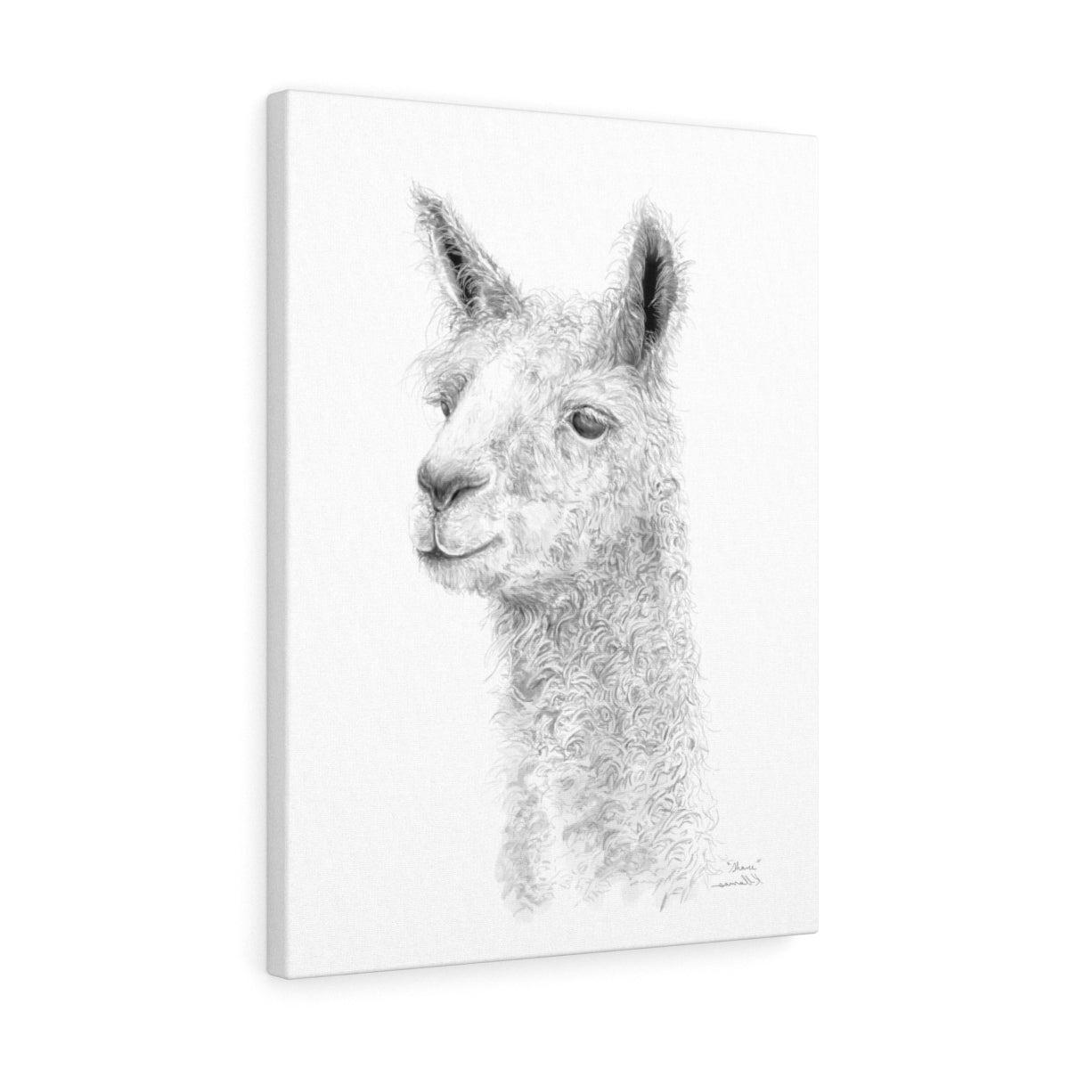 SHANE - Llama Canvas
